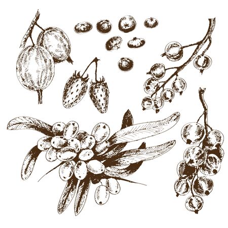 Berries collection. Set of hand drawn graphic illustrations.のイラスト素材
