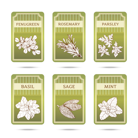 Collection of herbs. Hand drawn graphic illustrations. Set of labels with different herbs and spicy.のイラスト素材