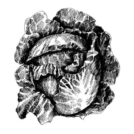 Hand drawn sketch style cabbages. Cabbage with leafs, cabbage head, half of cabbage. Organic fresh farm food vector illustration isolated on white background.のイラスト素材