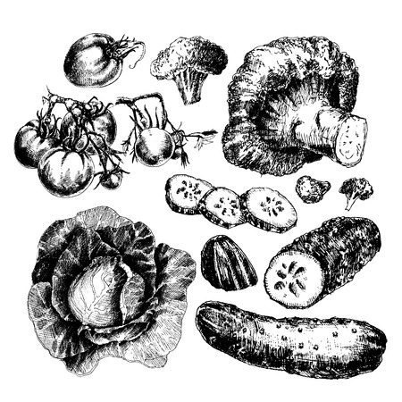 Great set of hand drawn vegetables isolated on white backgroundのイラスト素材