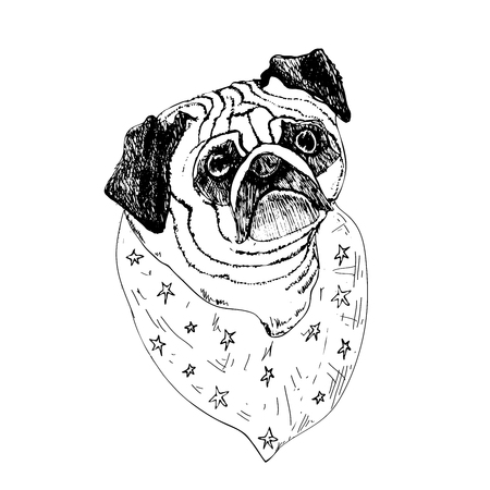 Hand drawn pugdog face on white background.のイラスト素材
