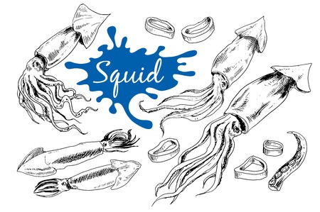 Hand drawn engraved icons. of squids Delicious food menu objects. Use for restaurant, promotion, market store bannerのイラスト素材