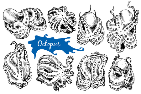 Octopus in sketch styleのイラスト素材