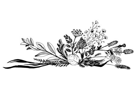 Wild herbs and flowers painted black line.のイラスト素材