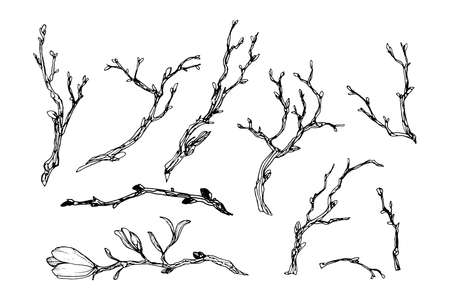 Branches in engraving styleのイラスト素材