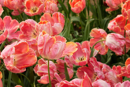 close-up of beautiful yellow-pink fluffy tulipsの写真素材