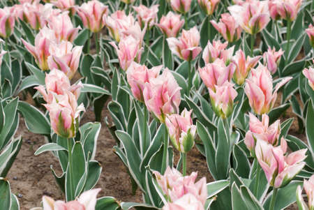 close-up flower bed with beautiful bright pink-white tulipsの写真素材