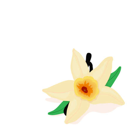 vanilla flower on a white background,  isolated objectÂのイラスト素材