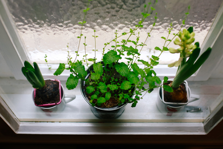 View from above on green plants and flowers in pots placed between window frames at home.の写真素材