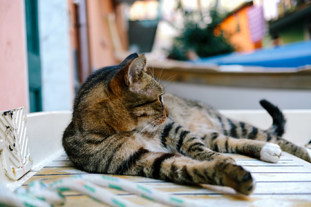 Cute tabby cat relaxing on an wooden boat, looking ahead in a small village of Vernazza, Cinque Terre, Italy.の写真素材