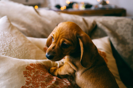 8 weeks old smooth brown dachshund puppy climbing over cushions and a throw on a sofa inside the apartment. First day in a new home.の写真素材