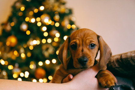 8 weeks old, adorable, animal, apartment, background, bokeh, breed, brown, canine, christmas, cute, cute animals, dachshund, day, dog, doggy, domesticated, embrace, family, female, festive, friendship, holding in hands, hound, hound dog, house, indoors, lの写真素材