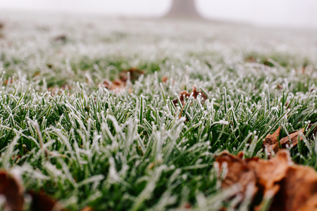 Close-up photograph of ice and frost on grass and leaves on a cold foggy winter morning in Broomfield Park, London.の写真素材