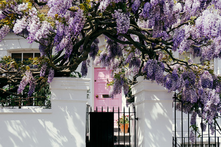 Blossoming wisteria tree covering up a house on a bright sunny day in Londonの写真素材