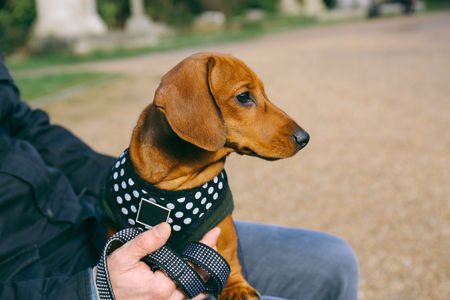 Dachshund puppy in a fleece and harness relaxing in a park sitting on its owner's lap.の写真素材