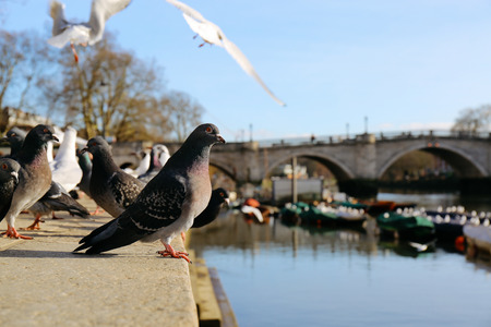Rock pigeons sitting by the river Thames in Richmond, bridge on the background.の写真素材