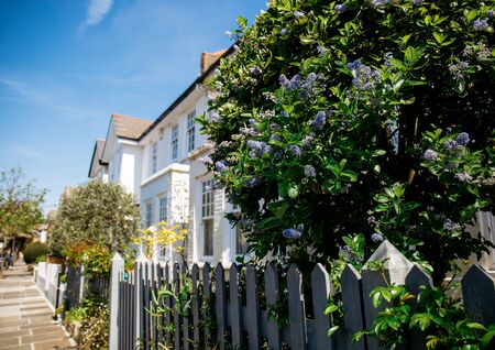 Beautiful blooming tree in a front garden on bring spring morning in London.のeditorial素材