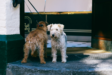 Two dogs on a lead waiting for the owner outside a shopの写真素材