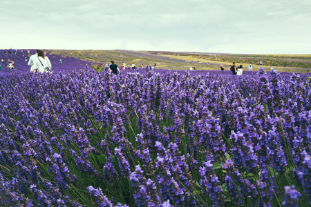 Blossoming lavender field on a summer day, people on the background. Selective focus.の写真素材
