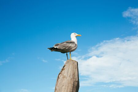Seagull standing on a wooden fence against blue sky and clouds
