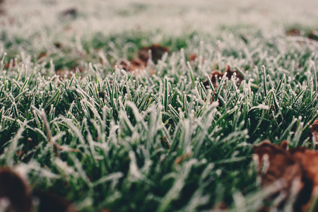 Close-up photograph of ice and frost on grass and leaves on a cold foggy winter morning in London, UK.の写真素材