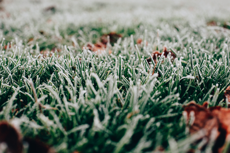 Close-up photograph of ice and frost on grass and leaves on a cold foggy winter morning in London, UK.の写真素材