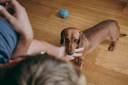 Owner's hand caressing brown smooth hair dachshund puppy standing on the wooden floor at home.の写真素材