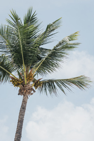 View of the coconut palm tree against blue sky on a bright sunny day.の写真素材
