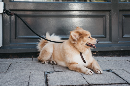 Happy dog laying on the pavement, leash tied to the hook, waiting for the owner outside a shop in London, UK.の写真素材