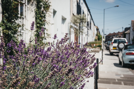 Close up of purple flowering plants on a bright summer day, London, UK, street on the background, shallow focus.の写真素材