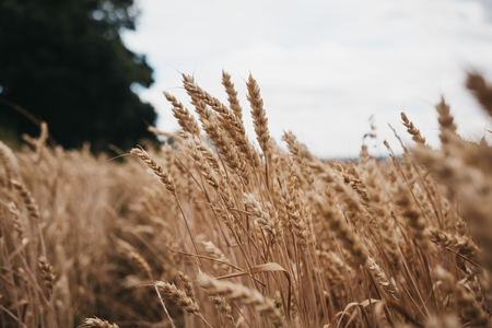 Low angle view of a wheat crop field, selective focus.の写真素材