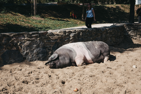 Prague, Czech Republic - August 27, 2018: Pig sleeping at an outdoor enclosure in Prague Zoo, Czech...