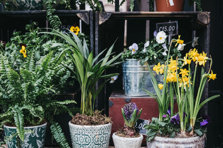 Potted plants and flowers on sale at a street market.の写真素材
