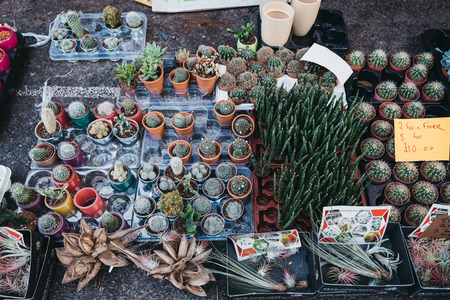 London, UK - February 03, 2019: Cacti and succulent potted plants on sale at the Columbia Road Flower Market, a street market in East London that is open every Sunday.のeditorial素材