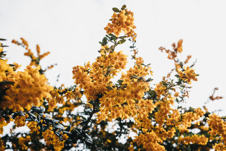 Close up of small yellow flowers on a bush in spring, shalow focus, against sky.