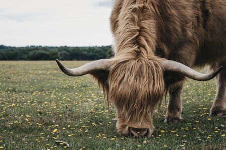 Close up of the Highland Cattle grazing in The New Forest park in Dorset,UK, in summer.の写真素材