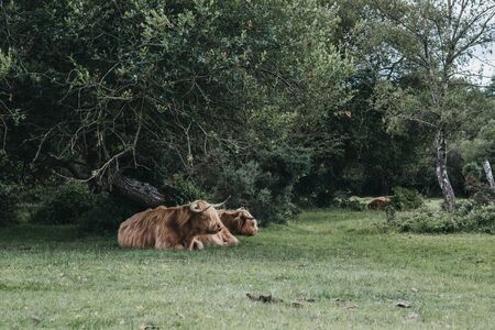 Two Highland Cattles relaxing under a tree inside The New Forest park in Dorset, UK, in summer.の写真素材