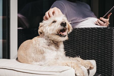 Happy smiling dog enjoying sunshine on the balcony, owners hand petting him. Selective focus.