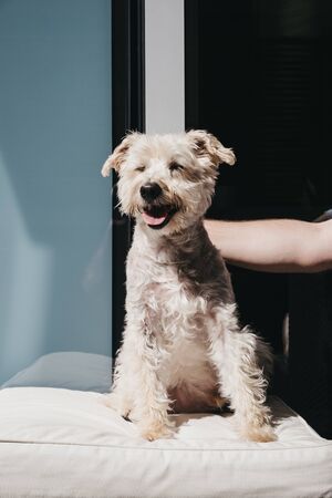 Happy smiling dog enjoying sunshine on the balcony, owners hand petting him. Selective focus.の写真素材