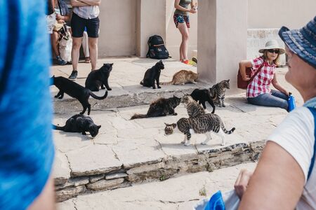 Delos, Greece - September 20. 2019: Many stray cats outside the Archaeological Museum of Delos, a...