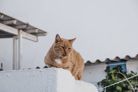 Ginger cat sitting on top of the wall on a street in Greece, looking around.の写真素材