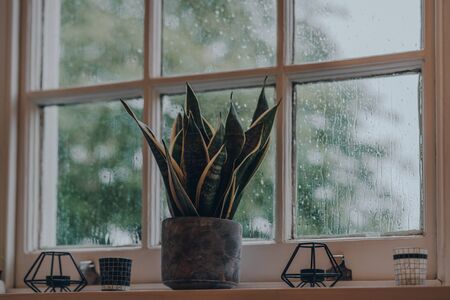 Low angle view of a plant in industrial style cement pot and tea light holders on a windowsill at...