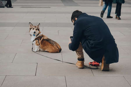 Madrid, Spain - January 26, 2020: Man taking a photo of his corgi dog on a street in Madrid, capital of Spain renowned for its rich repositories of European art, selective focus.のeditorial素材