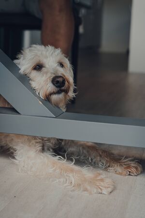 Sad white dog laying on a floor under a table, looking to the side. Selective focus.の写真素材