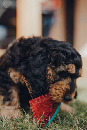 Cheeky two months old Cockapoo puppy inviting to play in the gardenの写真素材