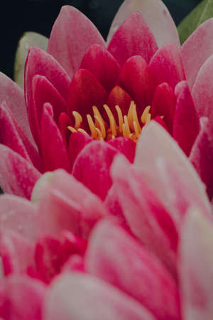Macro shot of pink Masaniello Water Lily (Nymphaea Masaniello) blossoming flowers, selective shallow focus on the stamens.の写真素材