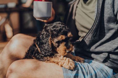 Cute two month old Cockapoo puppy climbing onto the owners lap on a sunny day, selective focus.の写真素材