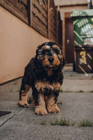 Portrait of a cute two month old Cockapoo puppy standing in the shade on a patio, looking at the camera, selective focus on the eyes.の写真素材