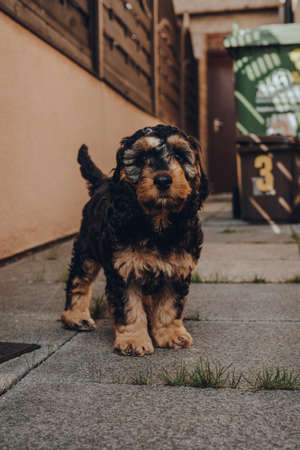 Portrait of a cute two month old Cockapoo puppy standing in the shade on a patio, looking at the camera, selective focus on the eyes.の写真素材