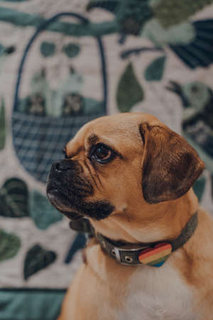 Close up portrait of a puggle dog, selective focus, looking to the side.の写真素材